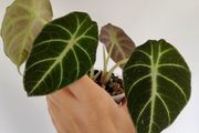 Alocasia Black Velvet