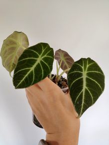 Alocasia Black Velvet