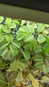 Salvinia Plant floating aquarium tropical fish tank