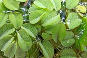 Salvinia Plant floating aquarium tropical fish tank