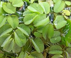 Salvinia Plant floating aquarium tropical fish tank