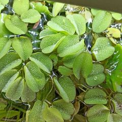 Salvinia Plant floating aquarium tropical fish tank