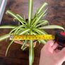 Spider plant house plant Image 2