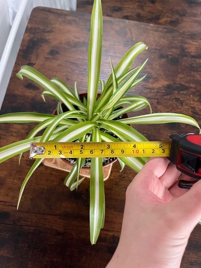 Spider plant house plant