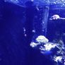 Fish tank Image 10