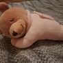 Slumber bear Image 3