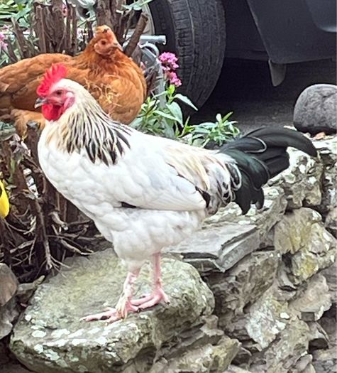 Light Sussex Hybrid Cockerel