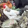 Light Sussex Hybrid Cockerel Image 2