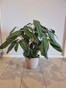 Fishbone Prayer Plant - Ctenanthe Oppenheimiana