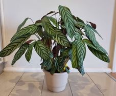 Fishbone Prayer Plant - Ctenanthe Oppenheimiana