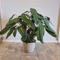 Fishbone Prayer Plant - Ctenanthe Oppenheimiana
