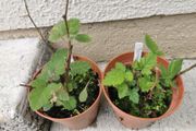 Thornless Blackberry Plants