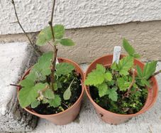 Thornless Blackberry Plants