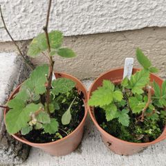 Thornless Blackberry Plants
