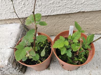 Thornless Blackberry Plants