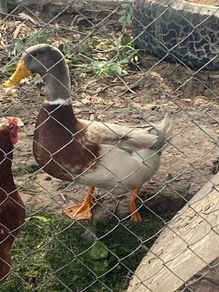 Saxony drake duck