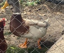 Saxony drake duck