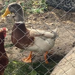 Saxony drake duck