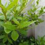 bay tree/plant Image 7