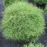 Thuja Occidentalis Mr. Bowling Ball Image 2