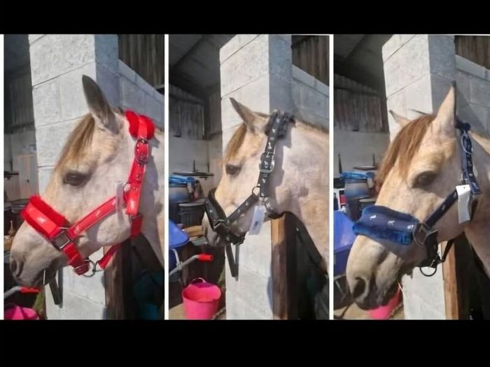 Fluffy headcollars
