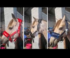 Fluffy headcollars