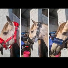 Fluffy headcollars