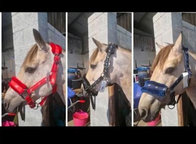 Fluffy headcollars