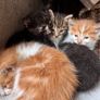 Kittens Image 8