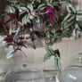 Trailing plants. Image 8