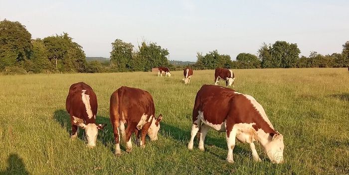 Pedigree Hereford Heifers