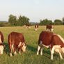 Pedigree Hereford Heifers Image 2