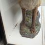 Antique 1900s Taxidermy Fox, Stoat and Red Squirrel in Case Image 7