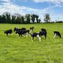 Reared Calves Image 2