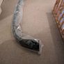 Renault Trafic Sport+ Splitter Image 2