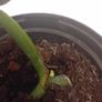 selection of monstera plants Image 8