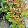 Red Robin Hedging Image 5