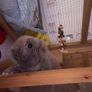 bunny Image 2