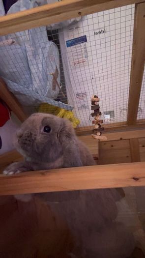 bunny