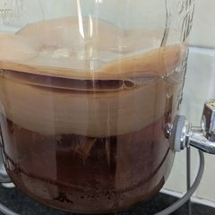 Kombucha Scoby