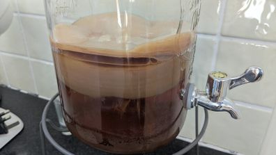 Kombucha Scoby