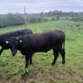 Bullocks Image 3