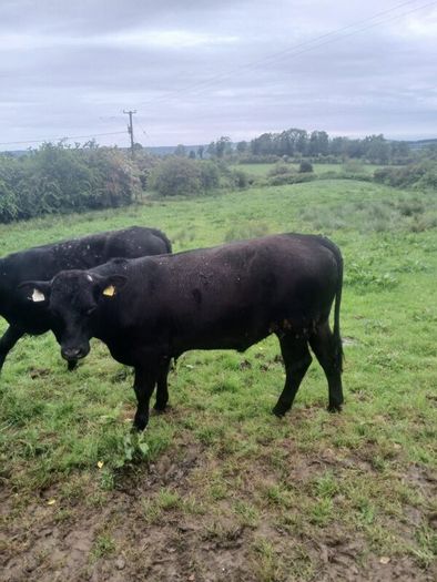 Bullocks