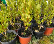 Griselinia