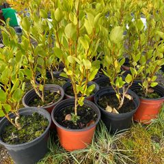Griselinia