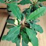 The Madagascar Jewel Seeds and Plants Image 7
