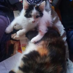 cats for sale