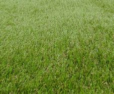 Artificial Grass BRAND NEW astroturf