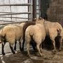 Rouge breeding ewe lambs Image 2