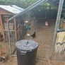 hatching eggs and chicks Image 6